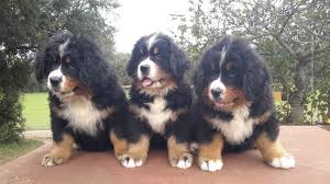 Bernese mountain dog breed health, training, breeder referrals, rescue information and education for berner puppy buyers, owners, breeders, of bernese mountain dogs. Kennel Elenberner Home Facebook