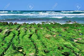 Taiwan strait, arm of the pacific ocean, 100 miles (160 km) wide at its narrowest point, lying between the coast of china's fukien province and the island of taiwan (formosa). Laomei Green Reef Ist Ein Strand Bei Nordkuste Von Taiwan Jetzt Ist Es Geworden Wegen Seiner Unglaublichen Welle Cut Lava Mit Grunen Algen Uberzogen New Taipei City Taiwan Beruhmten Lizenzfreie Fotos Bilder Und