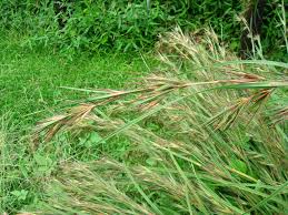 Image result for Themeda