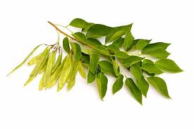 Image result for Dalbergia bracteolata