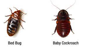 Bugs That Look Like Roaches A Guide For Identifying Roaches Pest Control Geek