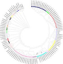 the relationship between phylogenetic classification