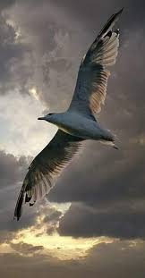 Strength Of Nature Guzel Kuslar Hayvanlar Hayvanlar Alemi
