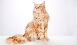 I have two maine coon boys and between them, they are a mix of all of these types at. Maine Coon Cat Breed Information