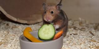 Was Essen Hamster Die Ernahrung Sollte Aus 4 Futtersorten Bestehen