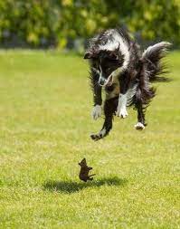 03驚きを隠せないびっくりしている動物たち cute animals funny animal pictures funny animals