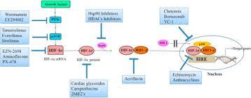 Looking for online definition of hif or what hif stands for? Hif 1a Pathway Role Regulation And Intervention For Cancer Therapy Sciencedirect