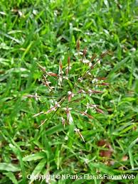 Image result for Chrysopogon