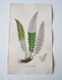 Image result for Lonchitis