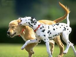 Benim Icin Dogru Test Hangi Kopek Burclara Gore Hangi Kopek Bana Uygun Test
