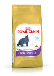 British Shorthair Cat Food British Shorthair Royal Canin
