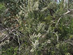 Image result for Erica arborea