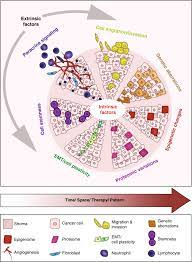 This mutation would be a marker of rectal cancer, and not colon cancer. Breast Cancer As An Example Of Tumour Heterogeneity And Tumour Cell Plasticity During Malignant Progression British Journal Of Cancer