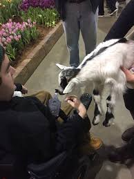 This Adorable Baby Goat That I Met Today Only 3 Weeks Old And Still Had His Umbilical Cord Http Ift Tt 2p3mo4y Baby Goats Cute Babies I Like Dogs