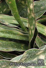 Image result for Sansevieria kirkii