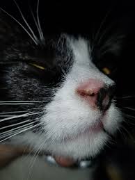 If your cat's dignified poses have given way to constant scratching and licking, a skin problem may be to blame. Dry Cracked Crusty Nose Thecatsite