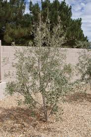 We did not find results for: Day By Day Palms And Olives