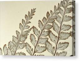 Image result for Pityrogramma