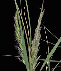 Image result for Volkiella disticha