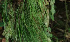 Image result for Vittaria volkensii