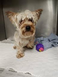 Maybe you would like to learn more about one of these? Pets For Adoption At Humane Society Of Missouri In Saint Louis Mo Petfinder