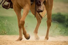 What Is The Best Hoof Supplement For Horses On The Market In