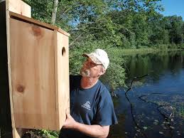 The barn duck house plans. Wetlands Royalty Meet The Wood Duck Michigan S Regal Looking Waterfowl