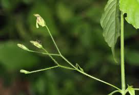 Image result for Justicia scandens