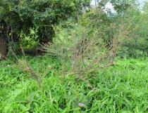 Image result for Maerua edulis