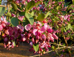 Image result for Securidaca longepedunculata