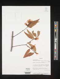 Image result for Agelanthus krausei