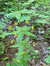 Image result for Lysimachia brevipes