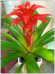 Local florist delivery · fresh flower guarantee · same day delivery 51 Favourite Plants Ideas Plants Planting Flowers Flower Garden
