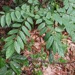 Image result for Millettia eetveldeana