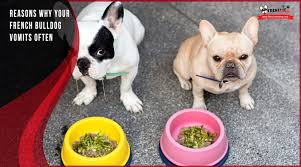 See more ideas about dog throwing up, throwing up, dogs. 3 Reasons Why Your French Bulldog Vomits Or Throws Up Often