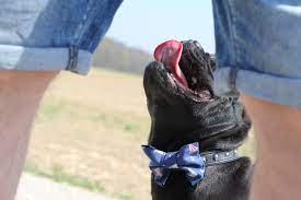 Wie wir ja alle wissen, ist zucker. Schleife Fliege Nahen