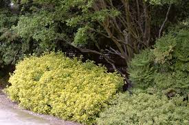 Maybe you would like to learn more about one of these? Euonymus Not All Colour In Your Garden Comes From Flowers Steemkr