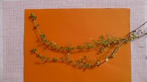 Image result for Oldenlandia angolensis