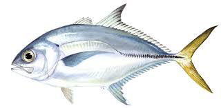 ᐅ Caño Matos fishing reports🎣• Barceloneta, Puerto Rico fishing