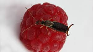 What to do about earwigs in your garden? Earwig Bite In Your Ear Symptoms And Images