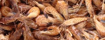 Crevettes De La Mer Du Nord