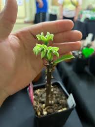 Image result for Monadenium rugosum