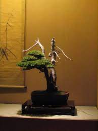 Bonsai ağaçları kaç yıl yaşar? Bonsai Vikipedi