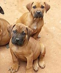 Check with seller · boerboel puppies for sale x 6 boerboel. Boerboels Boerboel Breeders In South Africa