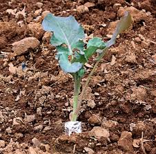 Pin By Melanie Yates On Gardening When To Plant Vegetables Veggie Garden Container Gardening