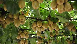 Choose a type of kiwifruit. Kiwi Farming Kiwi Planting Kiwi Fruit Cultivation Practices Agri Farming