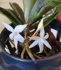 Image result for Aerangis kirkii