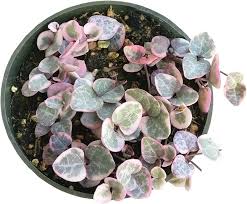 Image result for Ceropegia schultzei