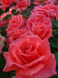 We deliver the finest flowers in new zealand and overseas. City Of Christchurch Hybrid Teas Old Garden Roses Rose Catalog Tasman Bay Roses Buy Roses Online In New Zealand Hybrid Tea Roses Rose Flower Rose