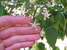Maybe you would like to learn more about one of these? Kentucky Coffee Tree Gymnocladus Dioicus Kentucky Coffee Tree Coffee Bean Tree Coffee Tree